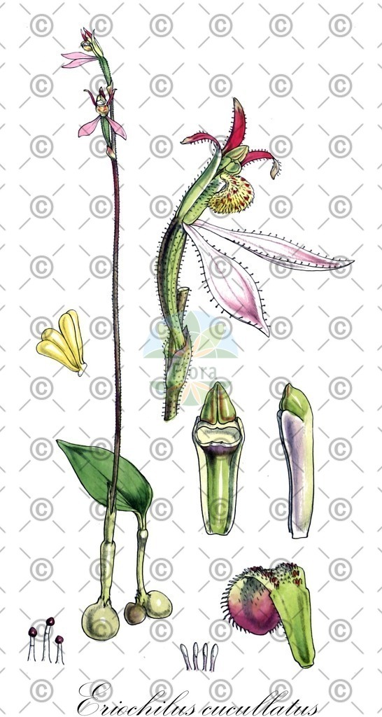HistAbb_wfo-0000159567_1_ENZY_Simple | Historische Abbildung von Eriochilus cucullatus - Orchidaceae | Historical Illustration of Eriochilus cucullatus - Orchidaceae