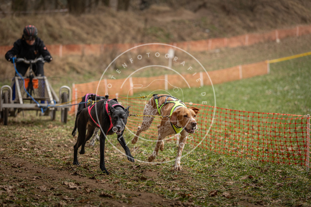 Pfotenfotografie_DV3A8285 | Hundefotografie, Tierfotograf, Pfotenfotografie, Fotoshooting Hund, Hunde Portrait, Hundesport, Hundeportraits, Heideshooting, Hunde, Sportfotograf, Hundefotograf, Turnierhundsport, THS,  - Realisiert mit Pictrs.com