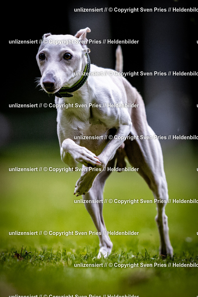 Sven Pries | 2025-10-03 - Hunderennen Obergrombach - Realisiert mit Pictrs.com