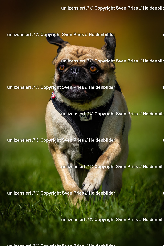 Sven Pries | 2025-04-13 - Hunderennen Baden-Baden - Realisiert mit Pictrs.com