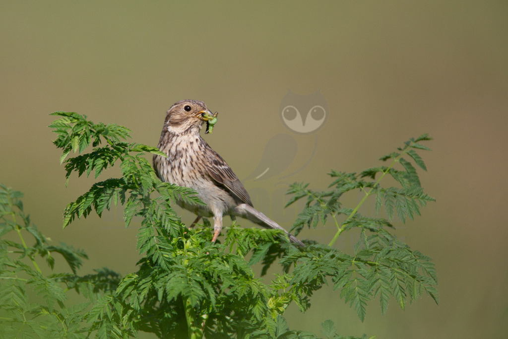 20140518163747-3 | Eine Grauammer (Emberiza calandra) sitzt auf einem Busch mit grünen, gefiederten Blättern und hält ein grünes Insekt im Schnabel. Der Vogel ist seitlich zu sehen, blickt leicht nach rechts und hat ein gestreiftes, bräunliches Gefieder. Der Hintergrund ist unscharf und hellgrün-beige. Die Interaktion zeigt den Vogel bei der Nahrungssuche oder dem Transport von Futter. - Realisiert mit Pictrs.com