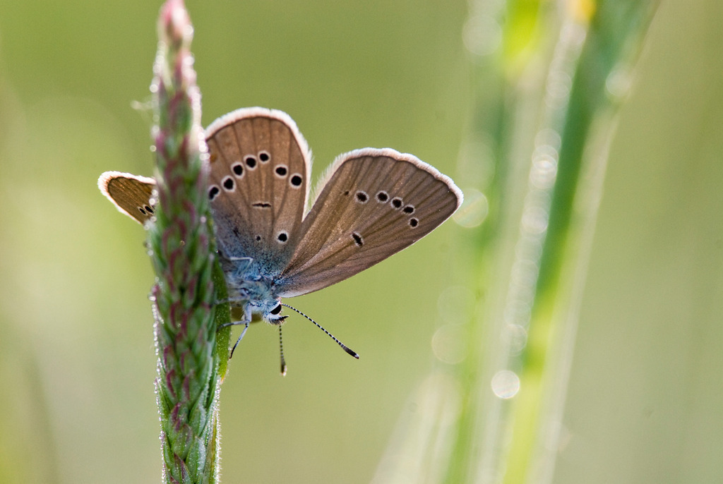 Brauner Waldvogel am frühen Morgen | EuropaAustria, Burgenland, Naturpark Raab, Brauner Waldvogel, Aphantopus hyperantus - Realisiert mit Pictrs.com