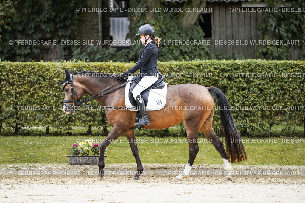 DSC04918 | Pferdegrafie