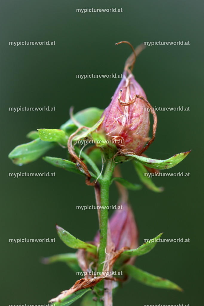 Echtes Johanniskraut-006 | Das Bilderarchiv über Tiere, Planzen und Landschaften. In der Bilddatenbank finden Sie ein große Auswahl an hochwertigen Bilder für Ihre Werbung - Realisiert mit Pictrs.com