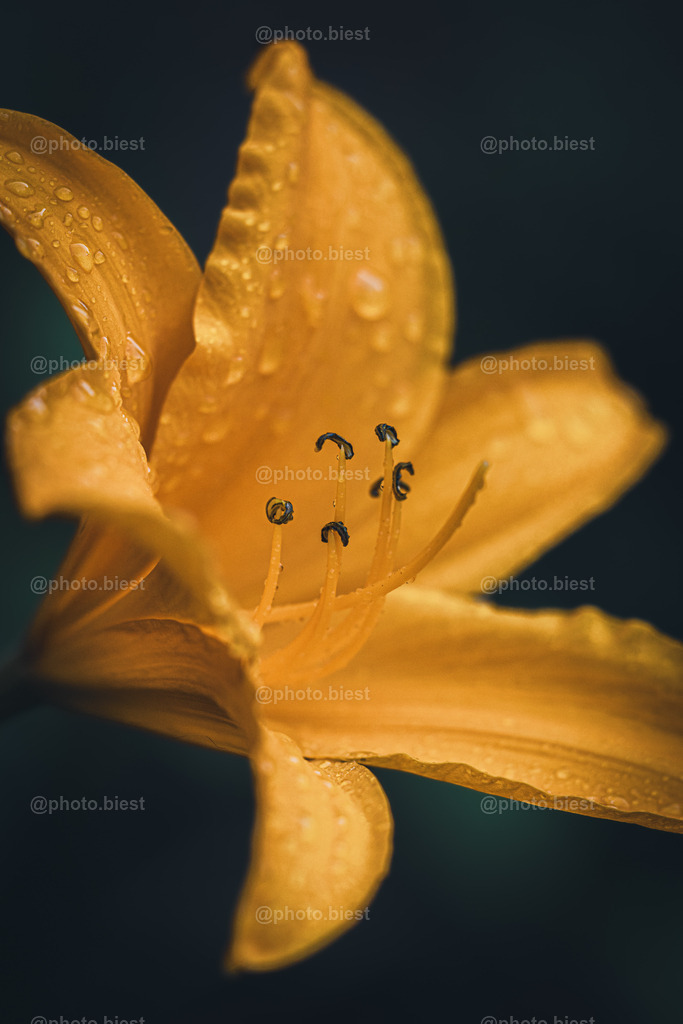 Lilientropfen | Eine Lilienblüte mit Wassertropfen. - Realisiert mit Pictrs.com