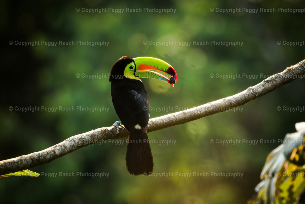 Tucan (3) | PeggyRaschPhotography - Realisiert mit Pictrs.com