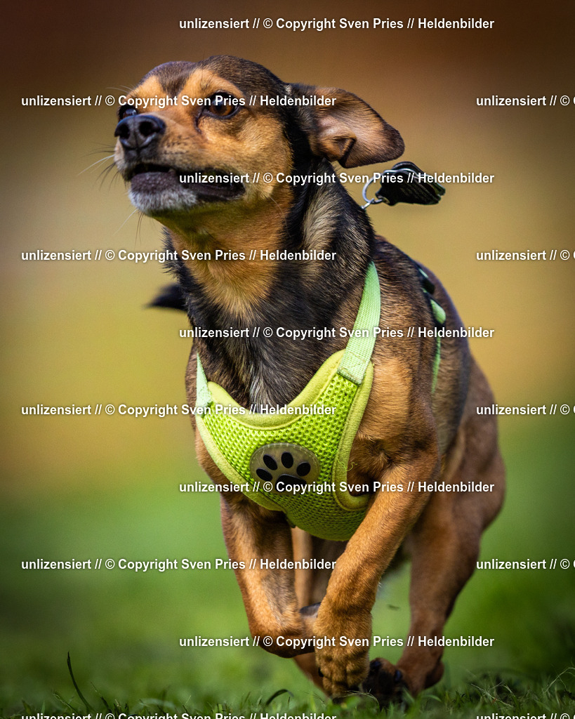 Sven Pries | 2025-04-13 - Hunderennen Baden-Baden - Realisiert mit Pictrs.com