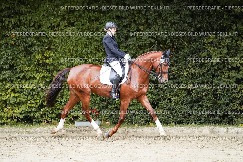 DSC04271 | Pferdegrafie