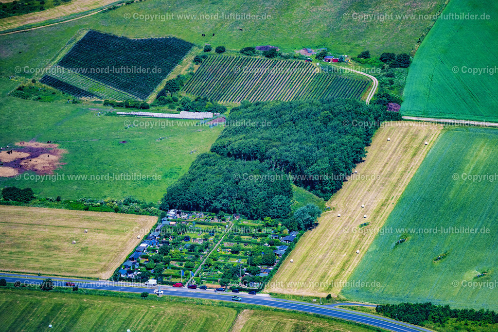 Sylt_Keitum_Sölviin_Sylter_Weinberg_ELS_0291210625 | SYLT 13.08.2025 Nörtlichstes Weinanbaugebiet " Sölviin " Keitum mit der Sorte Solaris auf der Insel Sylt im Bundesland Schleswig-Holstein, Deutschland. // Northernmost wine-growing region " Soelviin " Keitum with the variety Solaris on the island of Sylt in the federal state of Schleswig-Holstein, Germany. Foto: Martin Elsen