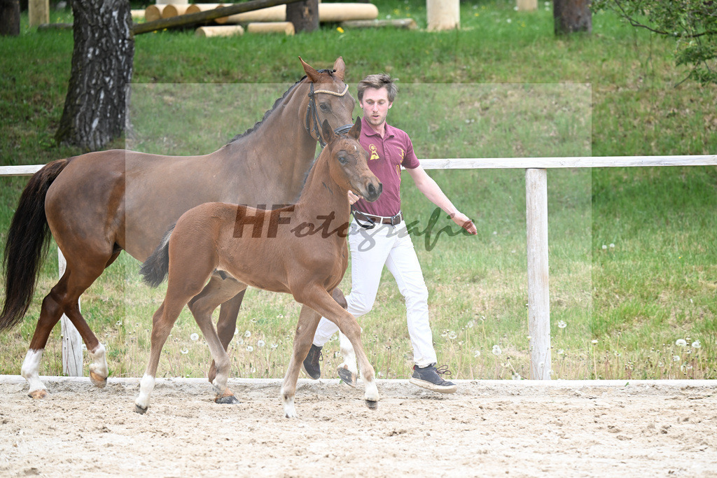 Kat-Nr. 7 HF Der Zauberlehrling x Cosmo Royale_Fuchs_24260346 | hf-fotografie - Realisiert mit Pictrs.com