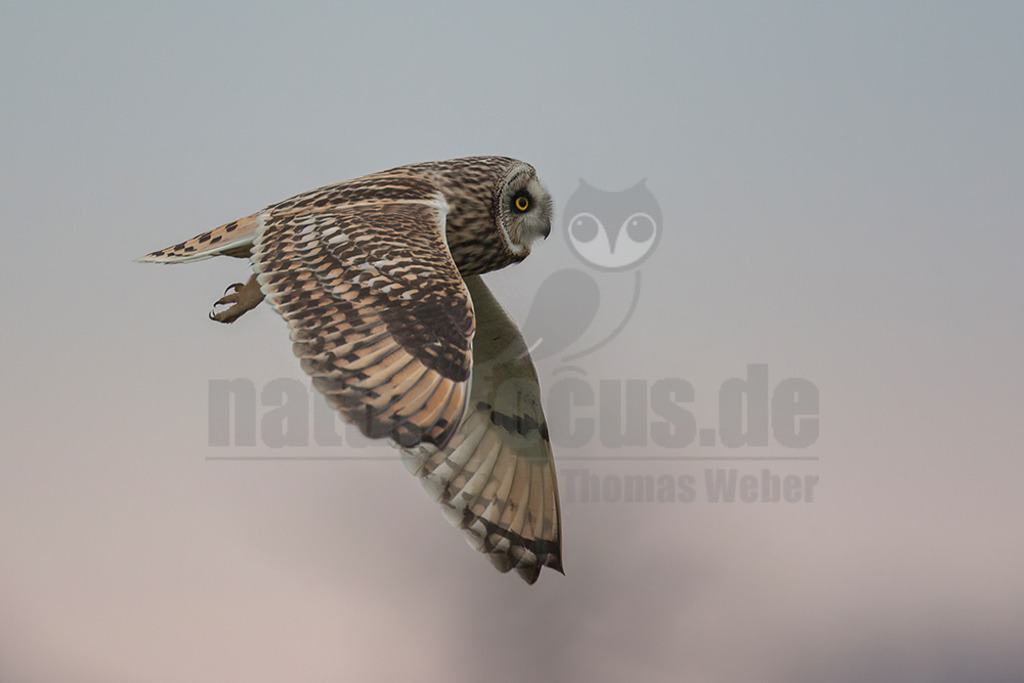 20080324_08523516940 | 
Sumpfohreule

Sumpfohreule (Asio flammeus)
Systematik
Klasse:	Vögel (Aves)
Ordnung:	Eulen (Strigiformes)
Familie:	Eigentliche Eulen (Strigidae)
Gattung:	Ohreulen (Asio)
Art:	Sumpfohreule
Wissenschaftlicher Name
Asio flammeus
(Pontoppidan, 1763)
Die Sumpfohreule (Asio flammeus) ist eine Vogelart aus der Gattung der Ohreulen (Asio) innerhalb der Familie der Eigentlichen Eulen (Strigidae). Ihre kurzen Federohren sind meist angelegt und somit nicht sichtbar. Der englische Name Short Eared Owl betont dieses Merkmal, während der deutsche die Lebensraumpräferenzen der Art für Feucht- und Marschgebiete unterstreicht. - Realisiert mit Pictrs.com