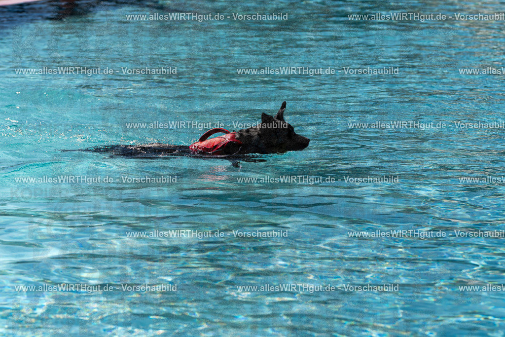 Hundeschwimmen_Volksbad_2026-allesWIRTHgut_Tierfotografie-2609061209-FAY06396 | Professionelle Tierfotografie in Mönchengladbach von Daniel Wirth (allesWIRTHgut). Liebevolle & natürliche Bilder von Hunden & Katzen für unvergessliche Erinnerungen.