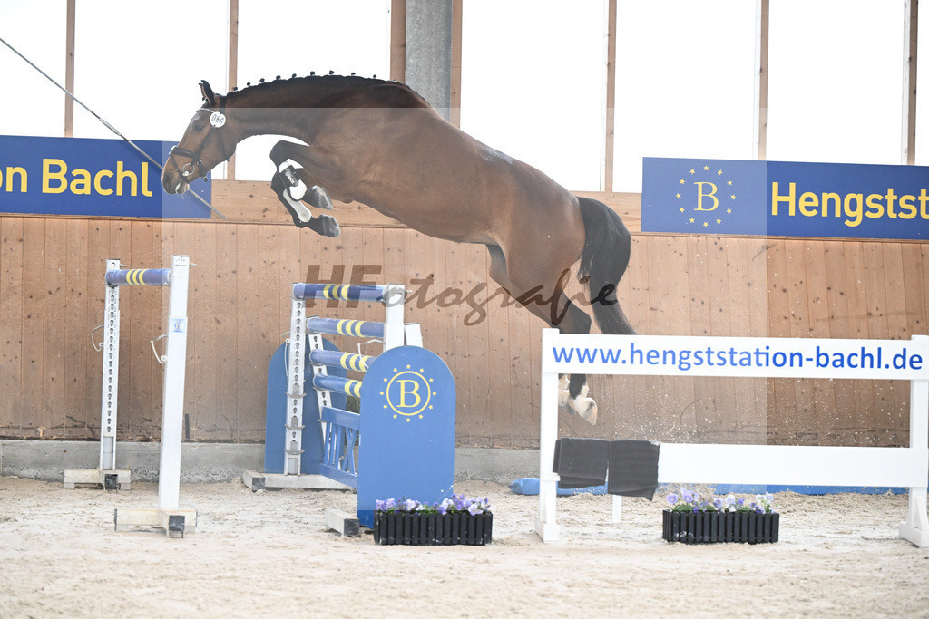 Kat-Nr. 60 Nikita F v. Uricas van de Kattevennen_Fischer_7240302 | hf-fotografie - Realisiert mit Pictrs.com