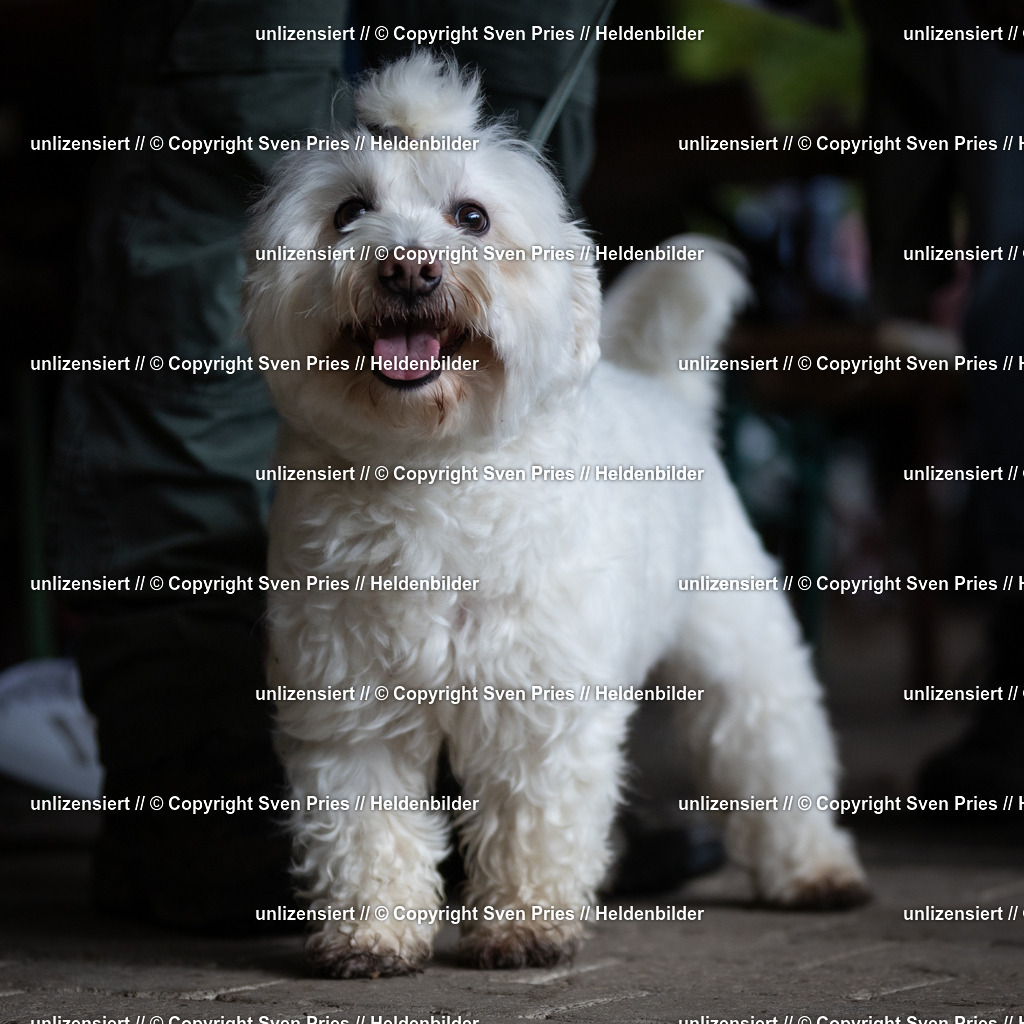 Sven Pries | 2024-10-19 - Hunderennen Ober-Grombach Schutzhunde - Realisiert mit Pictrs.com