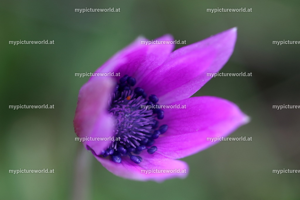 Stern-Anemone-009 | Das Bilderarchiv über Tiere, Planzen und Landschaften. In der Bilddatenbank finden Sie ein große Auswahl an hochwertigen Bilder für Ihre Werbung - Realized with Pictrs.com