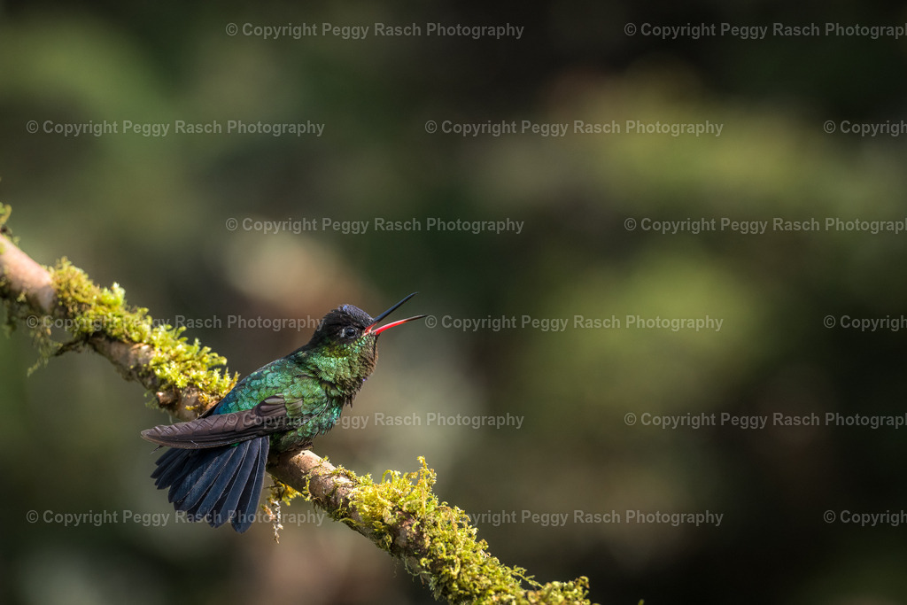 Kolibris (3 von 32) (2) | PeggyRaschPhotography - Realisiert mit Pictrs.com