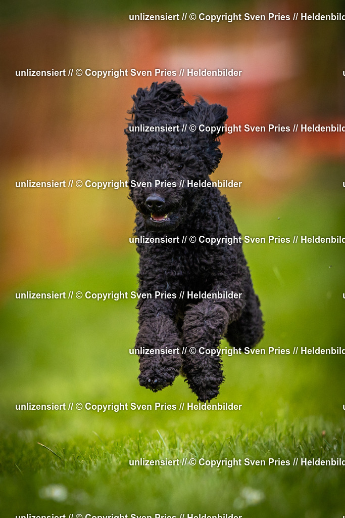 Sven Pries | 2025-04-13 - Hunderennen Baden-Baden - Realisiert mit Pictrs.com