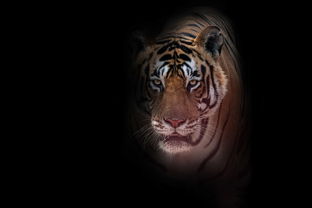 Bengalischer Tiger (Low Key) | Indien | Premium-Wandbild von justsomewhere.com: Ein ausdrucksstarkes Porträt eines Bengalischen Tigers aus dem Ranthambore National Park, dessen Gesicht im dramatischen Low-Key-Stil aus einem tiefschwarzen Hintergrund hervortritt. - Realisiert mit Pictrs.com