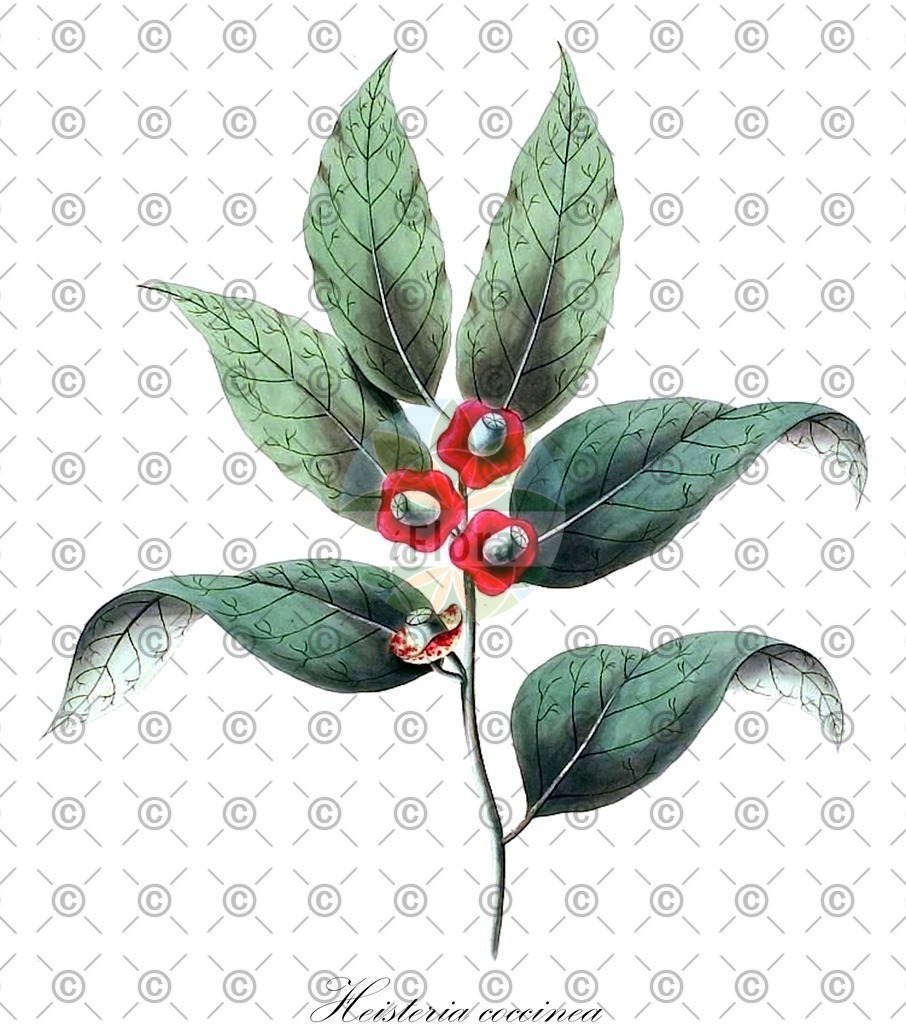 HistAbb_wfo-0000981065_1_ENZY_Simple | Historische Abbildung von Heisteria coccinea - Olacaceae | Historical Illustration of Heisteria coccinea - Olacaceae