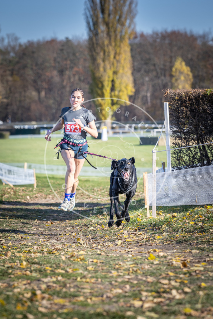 CaniXpix_DV3A9310 | Hundefotografie, Tierfotograf, Pfotenfotografie, Fotoshooting Hund, Hunde Portrait, Hundesport, Hundeportraits, Heideshooting, Hunde, Sportfotograf, Hundefotograf, Turnierhundsport, THS,  - Realisiert mit Pictrs.com