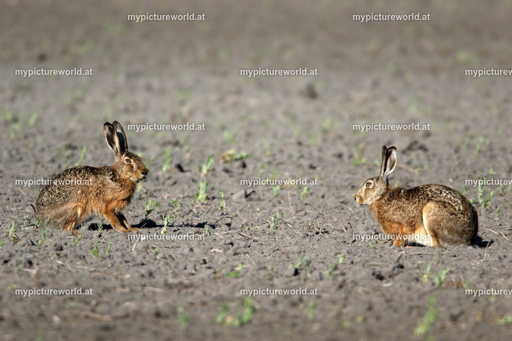 Feldhase-088 | Das Bilderarchiv über Tiere, Planzen und Landschaften. In der Bilddatenbank finden Sie ein große Auswahl an hochwertigen Bilder für Ihre Werbung - Realisiert mit Pictrs.com