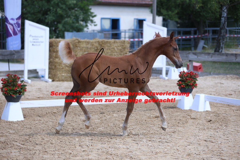 Fohlenschau_Schwäbisch_Hall_springbetonte_Fohlen_KN 54_18 | lmwpictures - Realisiert mit Pictrs.com