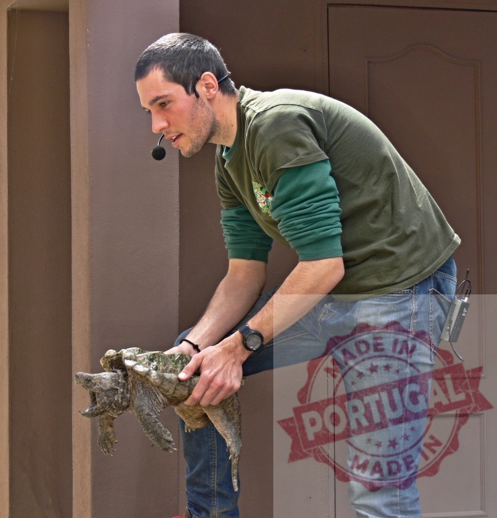 Frank Cuesta presenting a snapping turtle to audience | Wildlife presenter Frank Cuesta holding a large snapping turtle during a live demonstration - Realized with Pictrs.com
