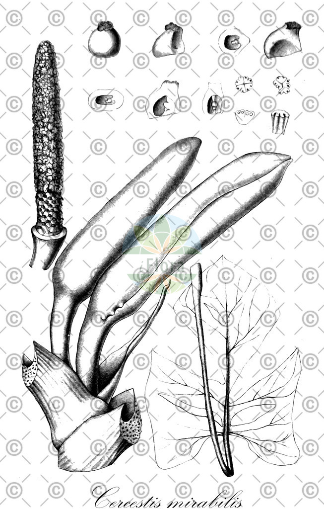 HistAbb_wfo-0000834990_1_ENZY_Simple | Historische Abbildung von Cercestis mirabilis - Araceae | Historical Illustration of Cercestis mirabilis - Araceae