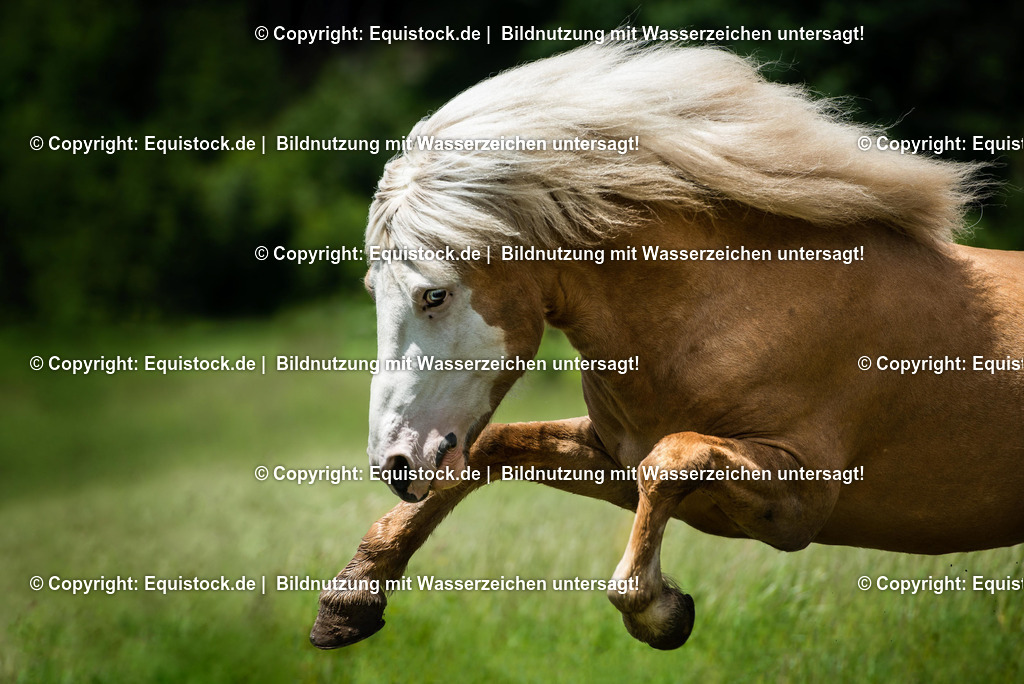 20160620_Isl__nder_auf_Weide_0004 | Foto: Linda Balz