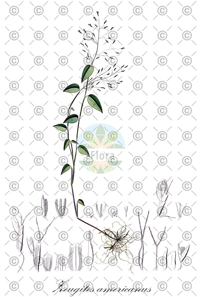 HistAbb_EMP_56198_SRC_Ventenat_1803_by_P.J._Redout__SIMPLE | Historische Abbildung von Zeugites americanus - Poaceae | Historical Illustration of Zeugites americanus - Poaceae