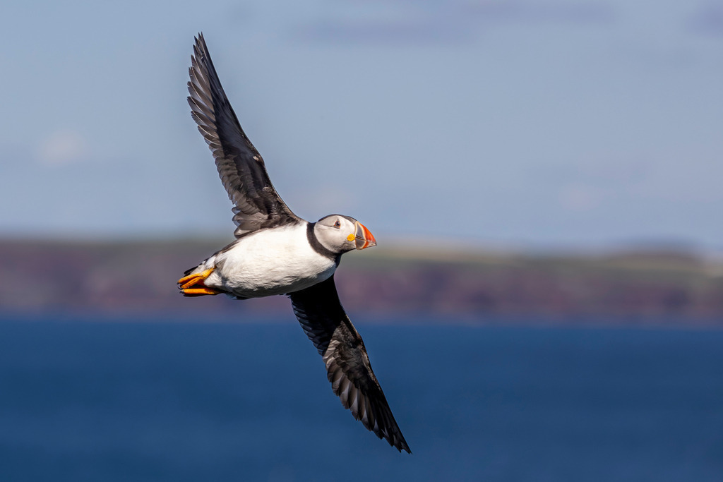 Between Two Worlds | An Atlantic Puffin (Fratercula arctica) glides effortlessly between the open sea and the cliffs of Skomer Island, Wales. During the breeding season, these flights connect rich feeding grounds with the burrows where hungry chicks await their next meal, making countless journeys each day.