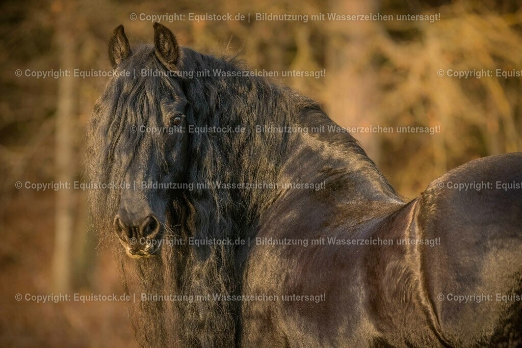 20151205_TOMsPiC_0342 | equistock
