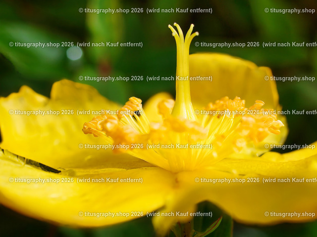 titusgraphy_P7092875-vz-ln | titusgraphy-shop: Geschenkideen mit Qualitätsfotos. titusgraphy-shop: gift ideas with quality photos. titusgraphy-shop: idées cadeaux avec photos de qualité.  - Realisiert mit Pictrs.com