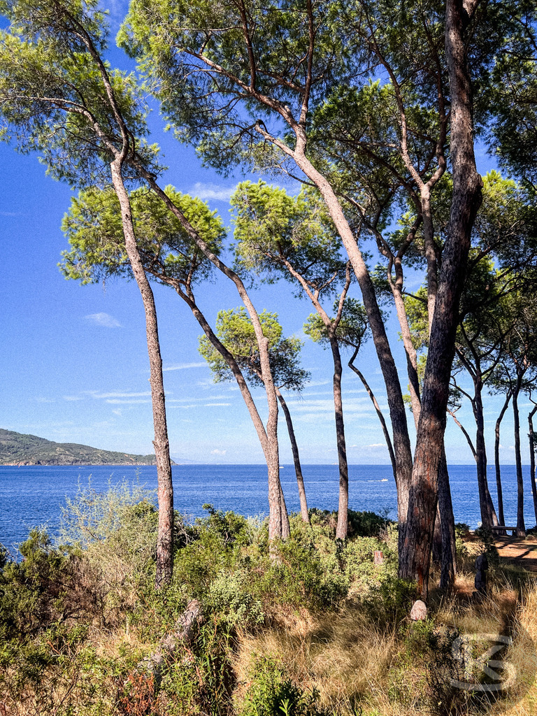 Mediterraner Küstentraum: Pinien mit Strandbar am Meer, Spiaggia di Istia, Elba – Wandbild | Mediterrane Pinien am Ufer der Spiaggia Si Istia auf Elba, mit Blick auf das türkisblaue Meer, Küstenlandschaft und Boote im Hintergrund - Realisiert mit Pictrs.com