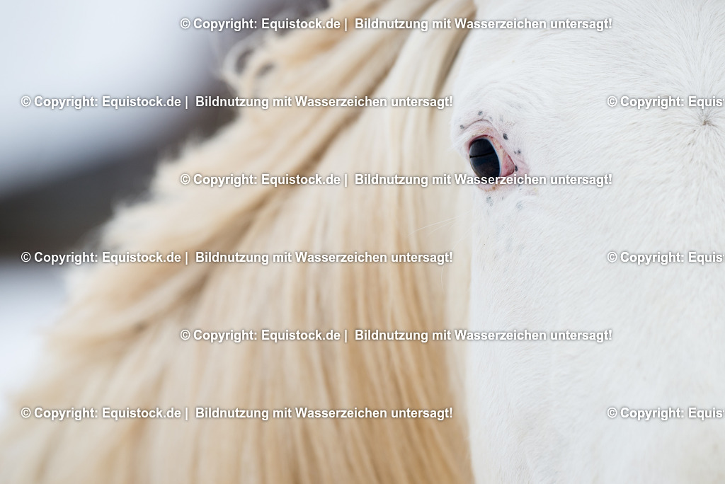 20150209_Knabstrupper_im_Schnee_0015 | equistock