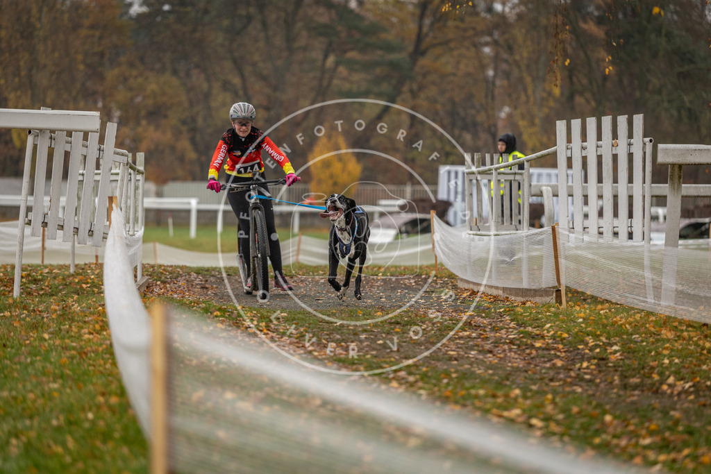 CaniXpix_DV3A8200 | Hundefotografie, Tierfotograf, Pfotenfotografie, Fotoshooting Hund, Hunde Portrait, Hundesport, Hundeportraits, Heideshooting, Hunde, Sportfotograf, Hundefotograf, Turnierhundsport, THS,  - Realisiert mit Pictrs.com