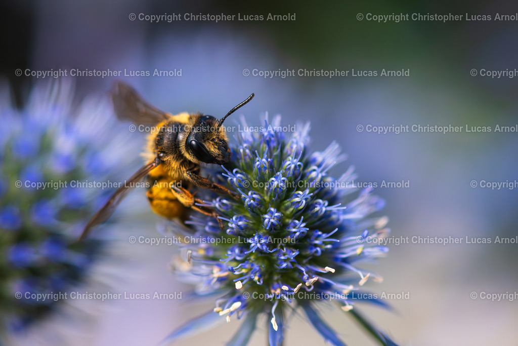 Sandbiene | bildkomponist - Realisiert mit Pictrs.com