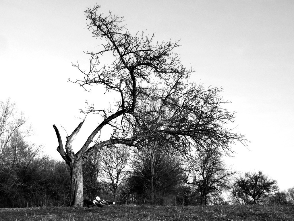Kraft | Baum - Realisiert mit Pictrs.com