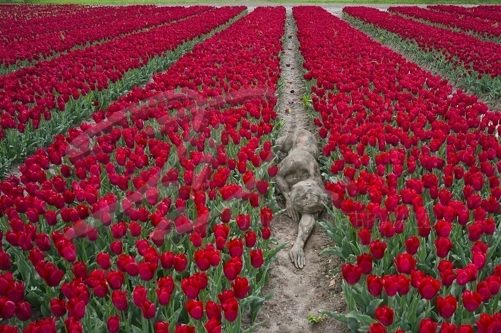 NatureArt-TULPENFELD_lb14_3ab | Tulpen in roter Symmetrie | #004 | Modell: Katey | Foto: Ulrich Stamm - Realisiert mit Pictrs.com