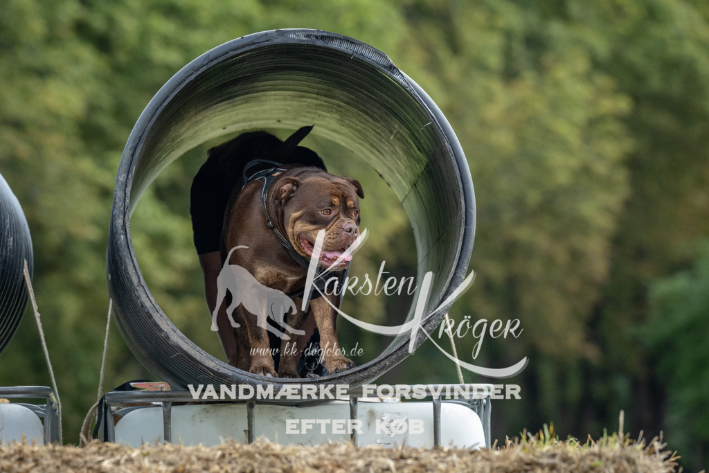 1041_ZZ92853 | kk-dogfotos