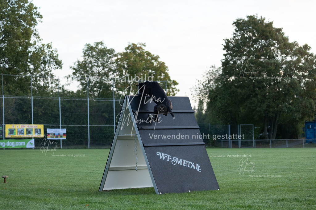 _16A5755 | Einzigartige Fotos von Hunden & Menschen –Actionfotos, Portraits, Vereinsaufnahmen & Paarshootings – authentisch, lebendig & mit Herz.