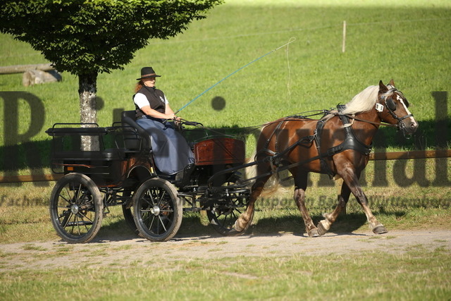 Leistungsprüfung_Sankt Märgen_2022_KN_06_Lissy (17) | Alle Fotos der Reiterjournal Fotografin Doris Matthaes im Reiterjournal Online-Fotoshop. - Realisiert mit Pictrs.com