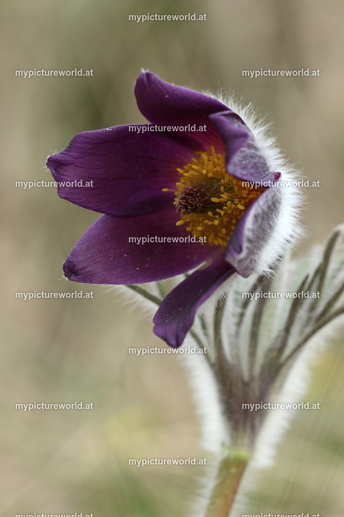 Schwarze Küchenschelle-037 | Das Bilderarchiv über Tiere, Planzen und Landschaften. In der Bilddatenbank finden Sie ein große Auswahl an hochwertigen Bilder für Ihre Werbung - Realisiert mit Pictrs.com