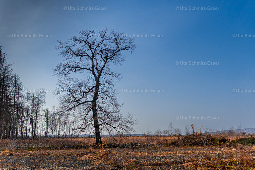 Hambacher-Forst_07 | CEUS Design - Realisiert mit Pictrs.com