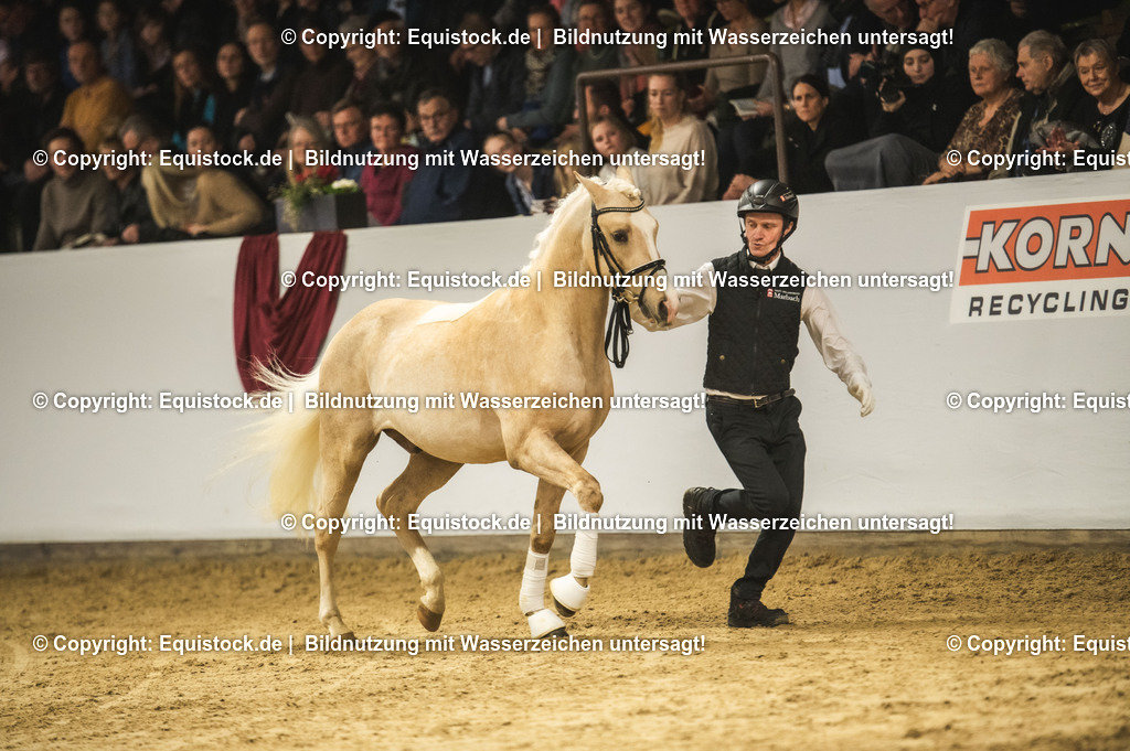 20240302_Hengstvorstellung_Marbach_TOMsPiC_0870-2 | equistock