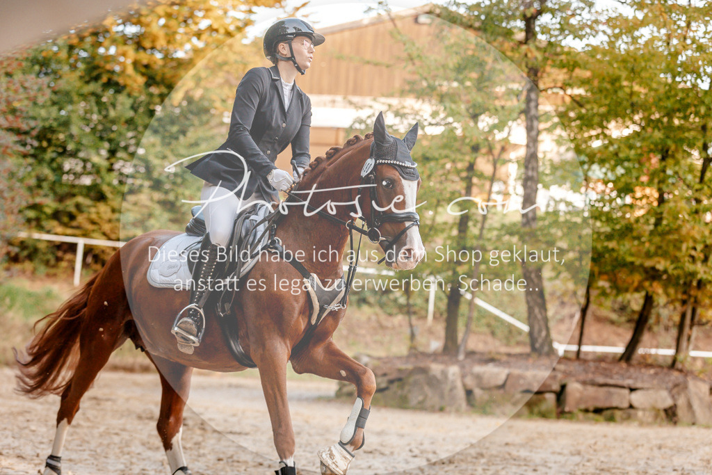 3I6A1947 | Stimmungsvolle Portraits und Reitsportfotografie im Ruhrgebiet und im Münsterland.

Pferdefotografie, Hundefotografie, Tierfotografie, Reportagen, Portraits von Tier und Mensch, Turnierfotografie in Bochum, Recklinghausen, Marl, Haltern am See, Dülmen.. - Realisiert mit Pictrs.com