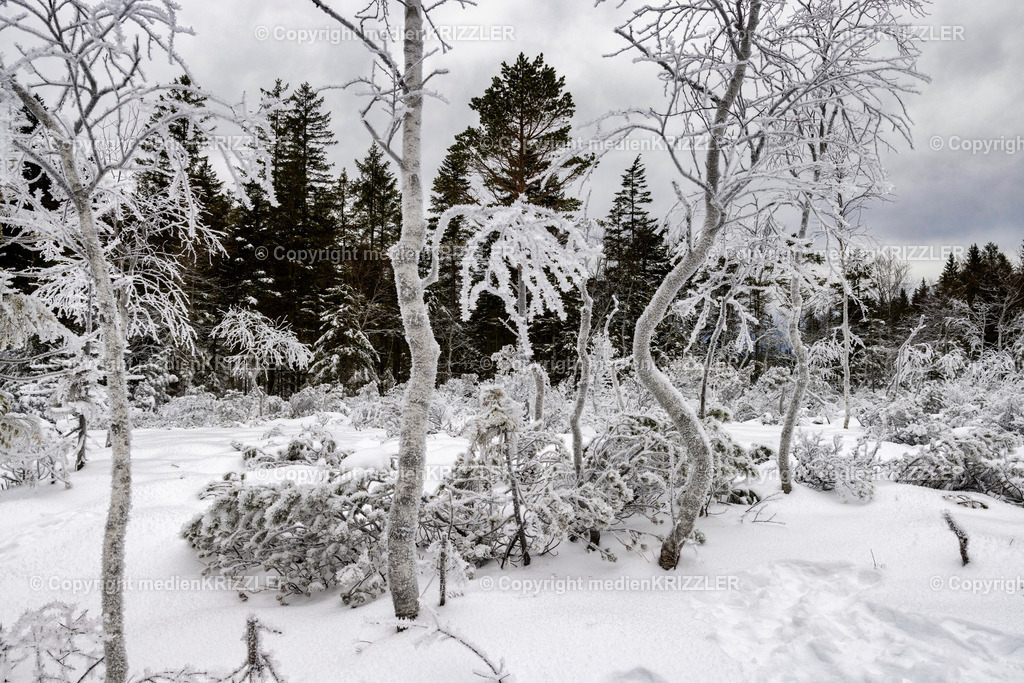 _J3A6718 | medienkrizzler - Realisiert mit Pictrs.com