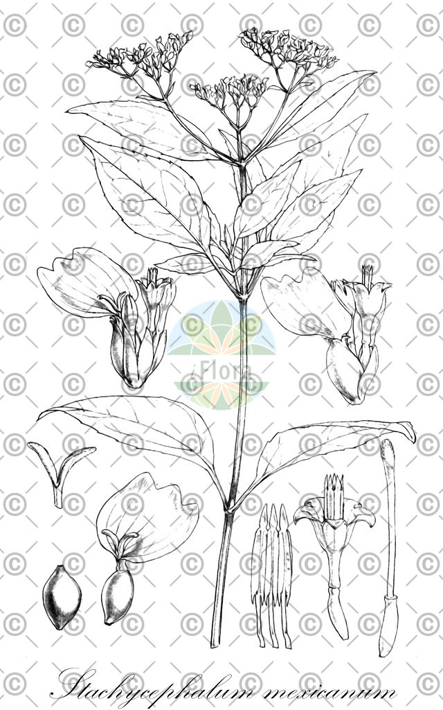 HistAbb_wfo-0000557825_1_ENZY_Simple | Historische Abbildung von Stachycephalum mexicanum - Asteraceae | Historical Illustration of Stachycephalum mexicanum - Asteraceae