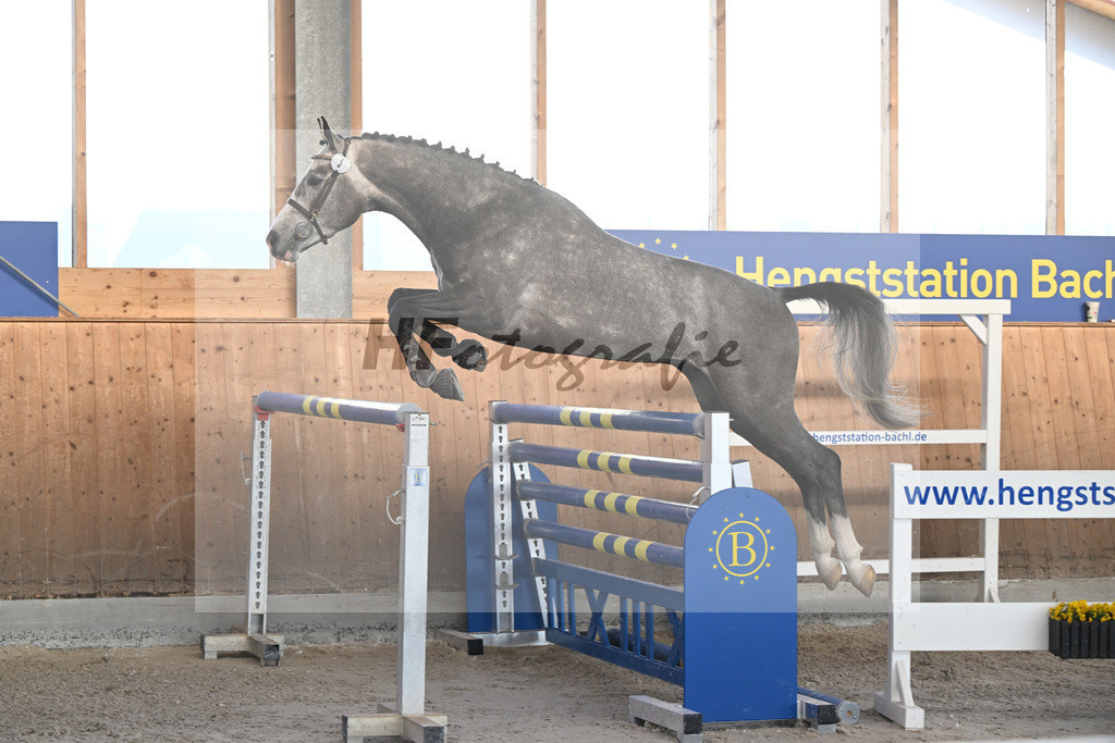 Kat-Nr. 5 Ziroccos Blanc v. Zirocco Blue_Engelbrecht_14262075 | hf-fotografie - Realisiert mit Pictrs.com