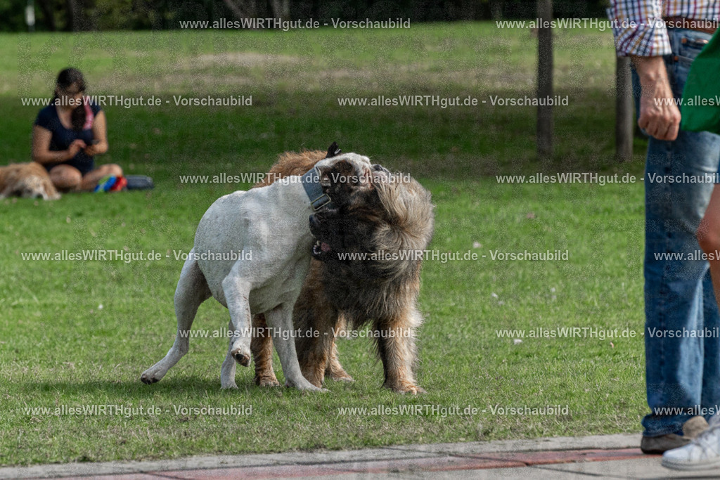 Hundeschwimmen_Volksbad_2026-allesWIRTHgut_Tierfotografie-2609061501-FAY07067 | Professionelle Tierfotografie in Mönchengladbach von Daniel Wirth (allesWIRTHgut). Liebevolle & natürliche Bilder von Hunden & Katzen für unvergessliche Erinnerungen.